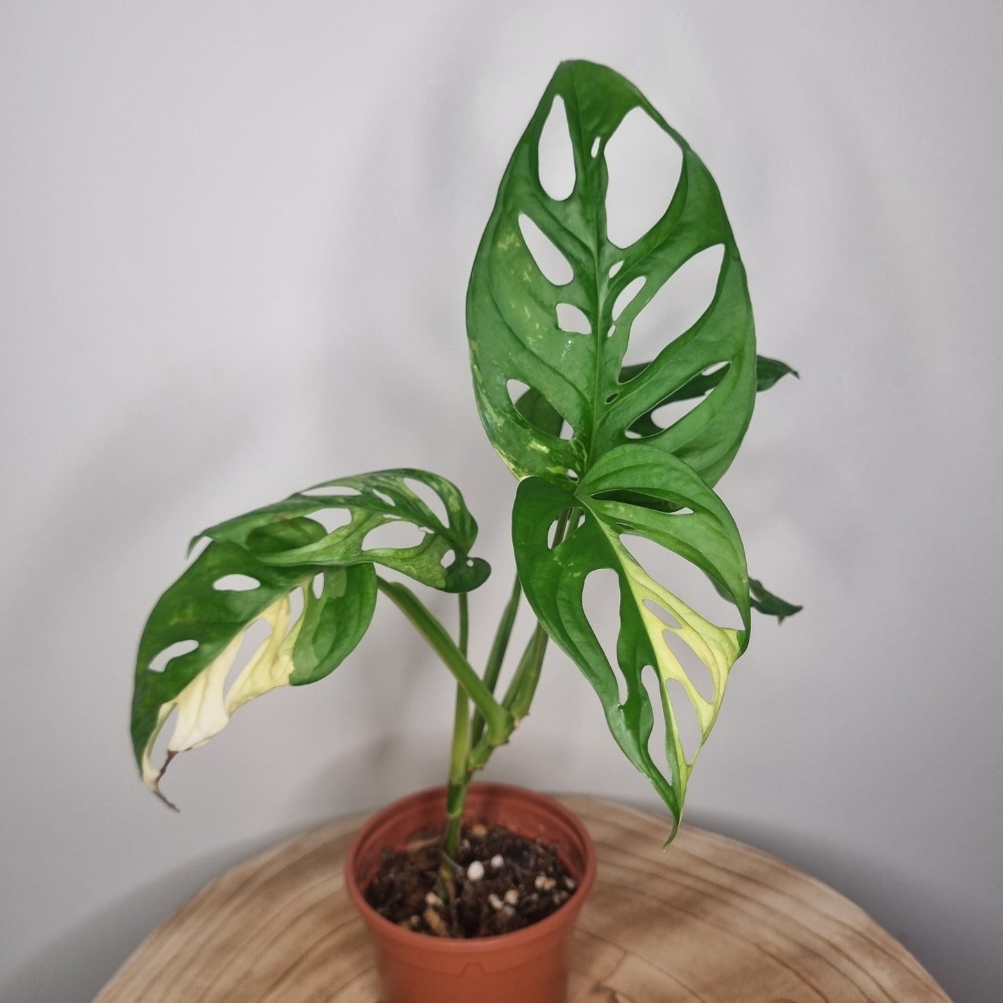 Monstera Adansonii Variegata
