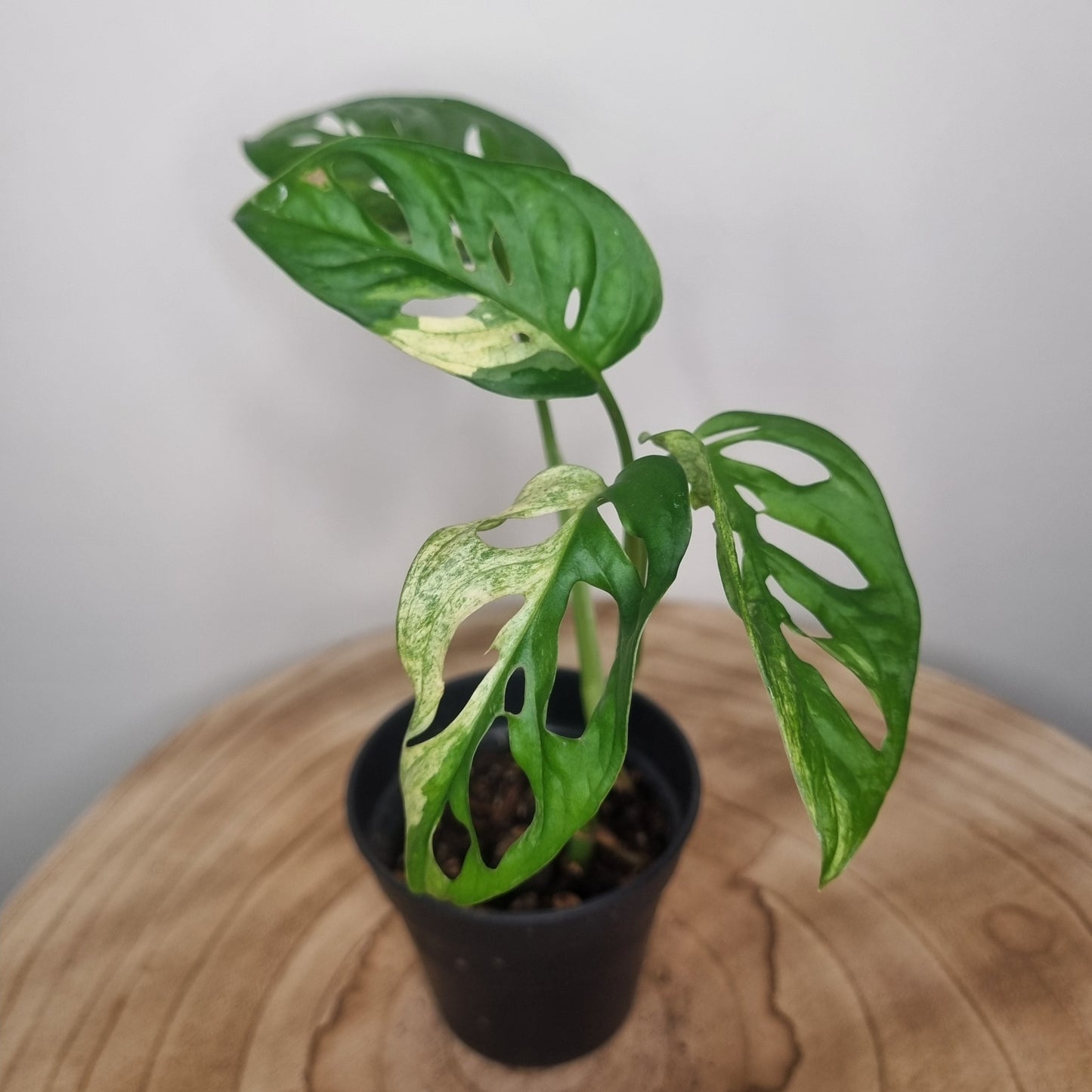 Monstera Adansonii Variegata