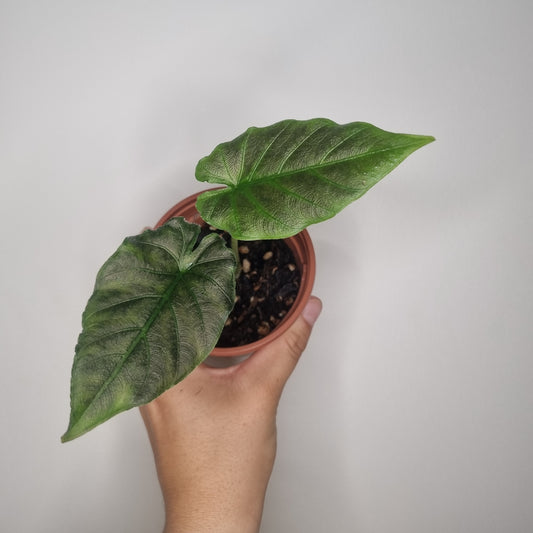 Alocasia Antoro Velvet