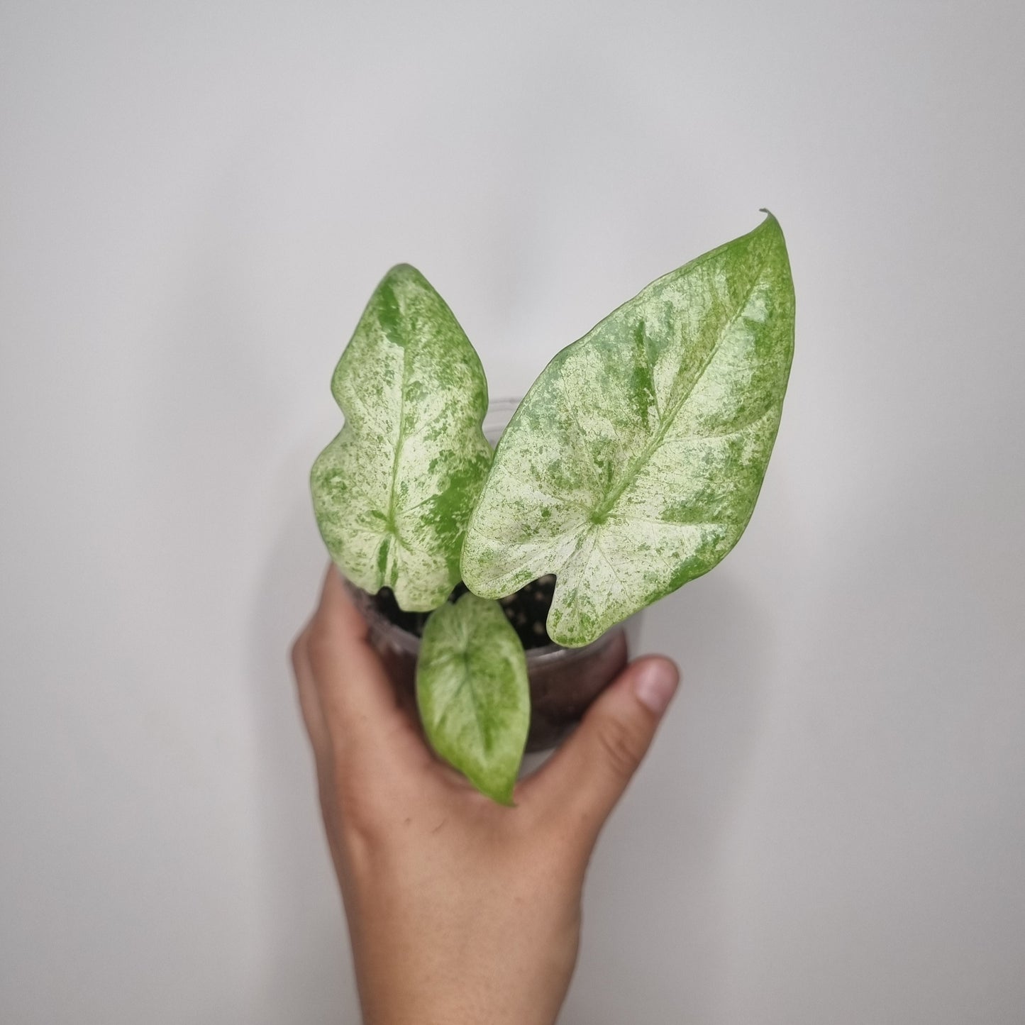 Bouture Alocasia Macrorrhiza Splash