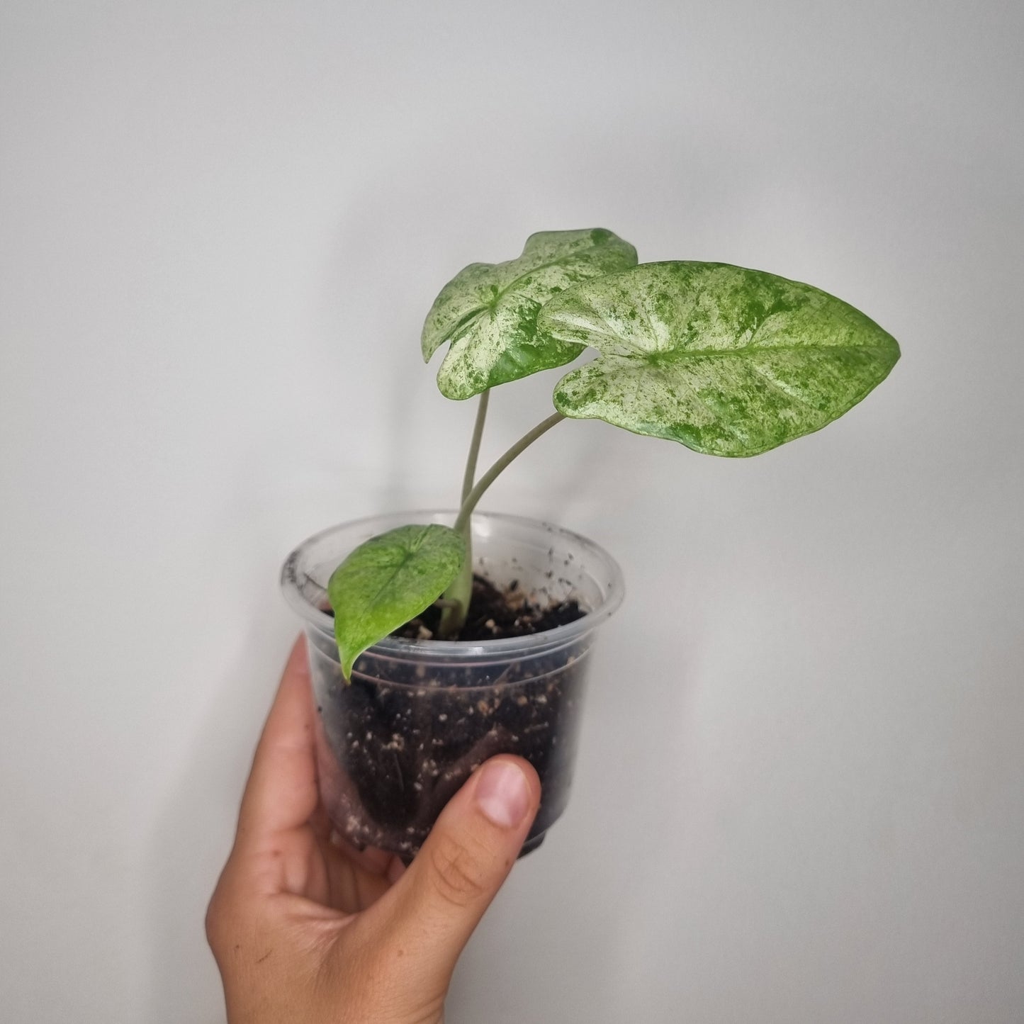 Bouture Alocasia Macrorrhiza Splash