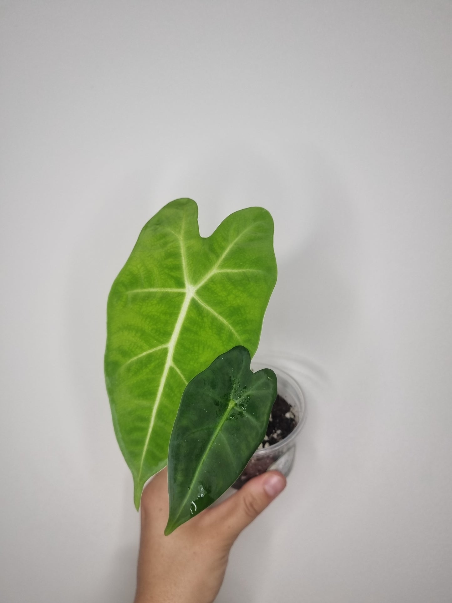 Alocasia Frydek