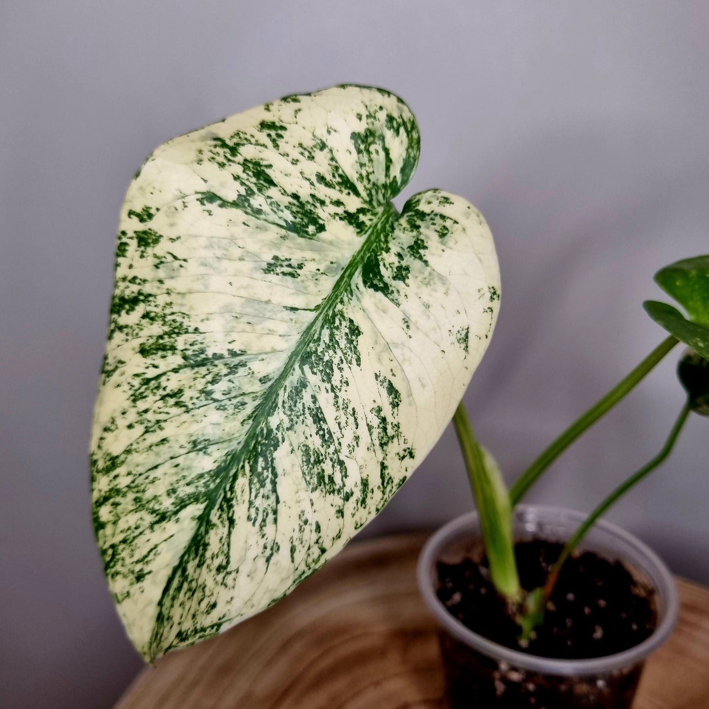 Monstera Deliciosa Mint