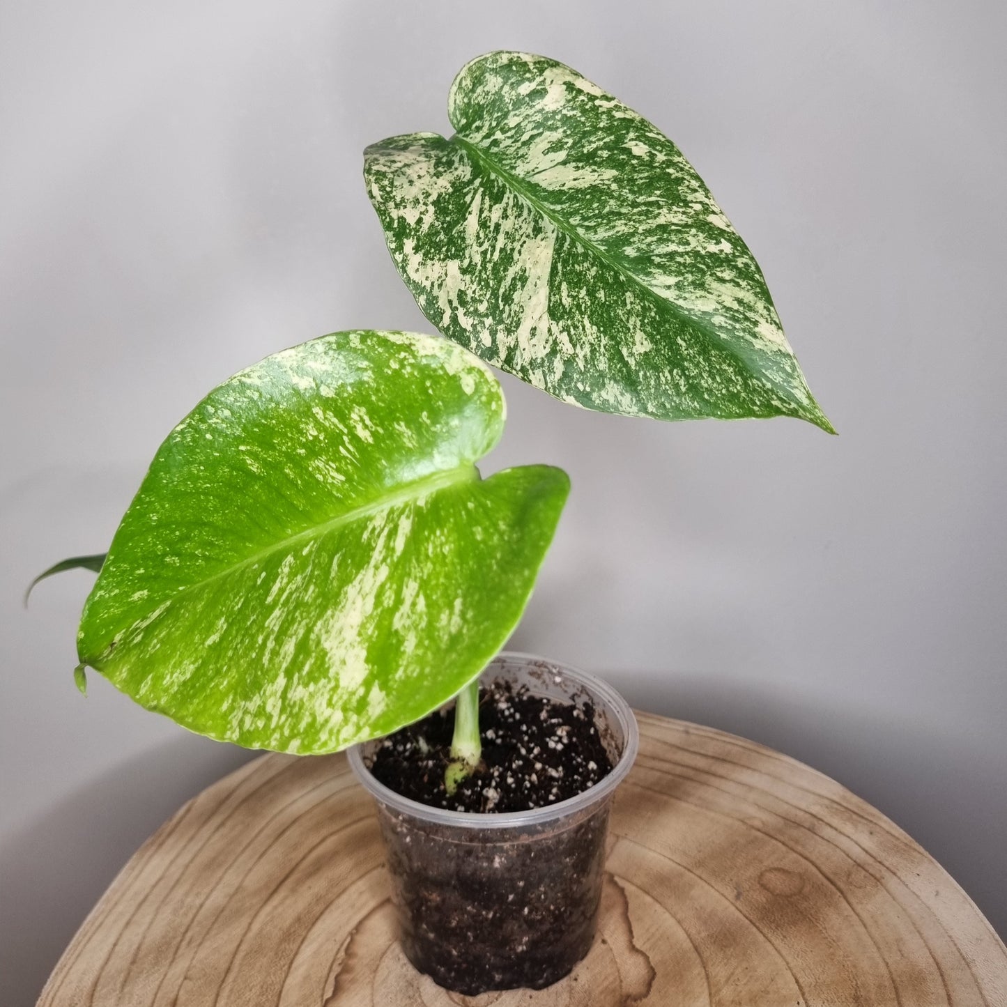 Monstera Deliciosa Mint