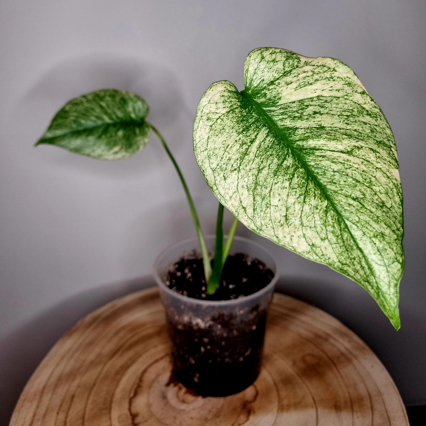 Monstera Deliciosa Mint