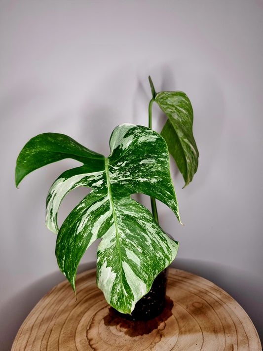 Monstera variegata