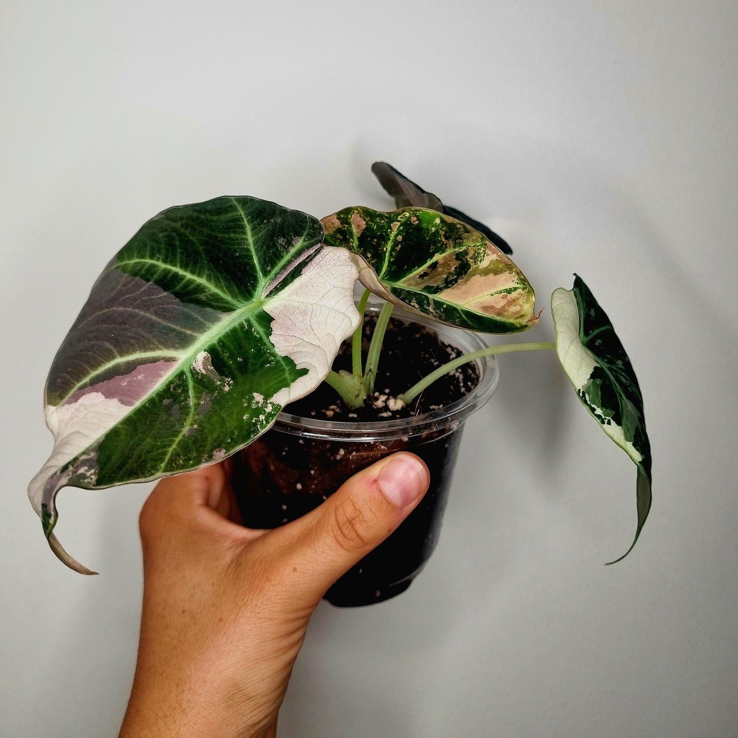 Alocasia Black Velvet Pink Variegata