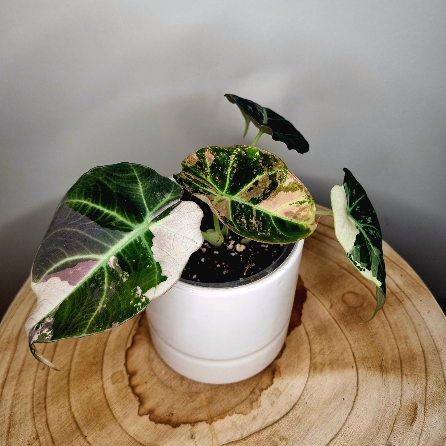 Alocasia Black Velvet Pink Variegata