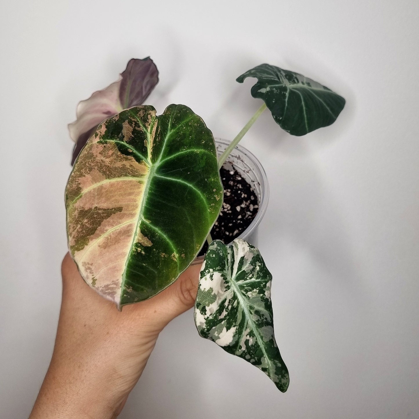 Alocasia Black Velvet Pink Variegata
