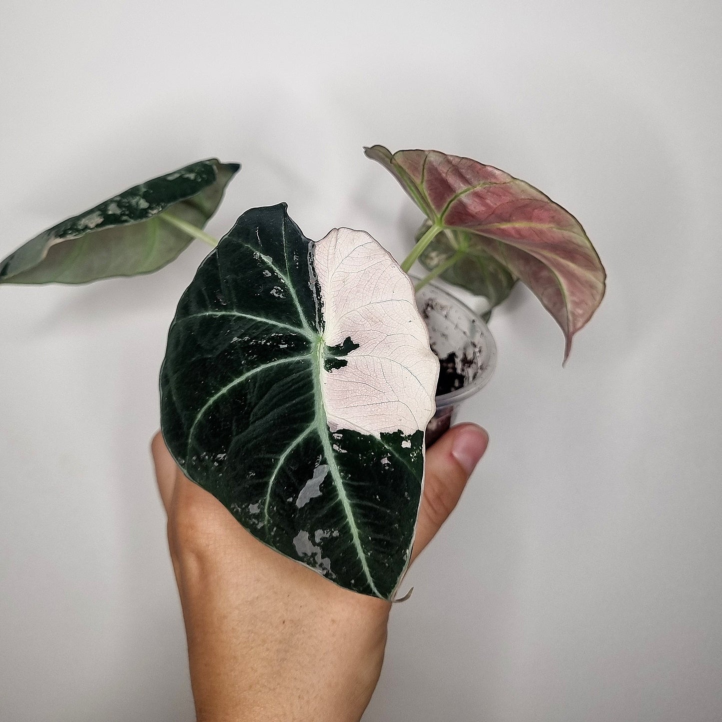 Alocasia Black Velvet Pink Variegata