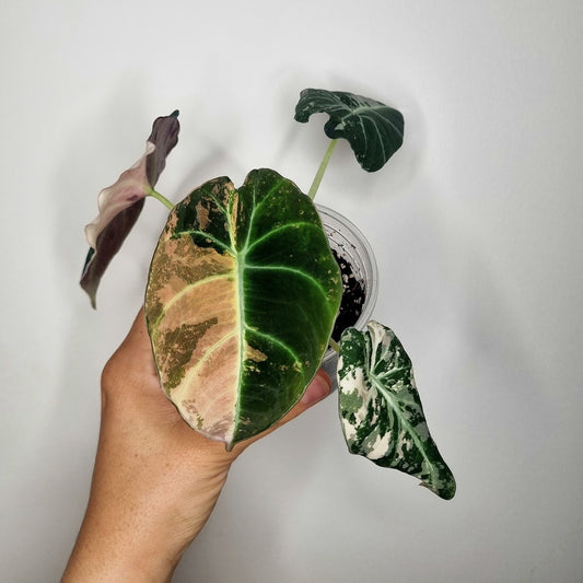 Alocasia Black Velvet Pink Variegata