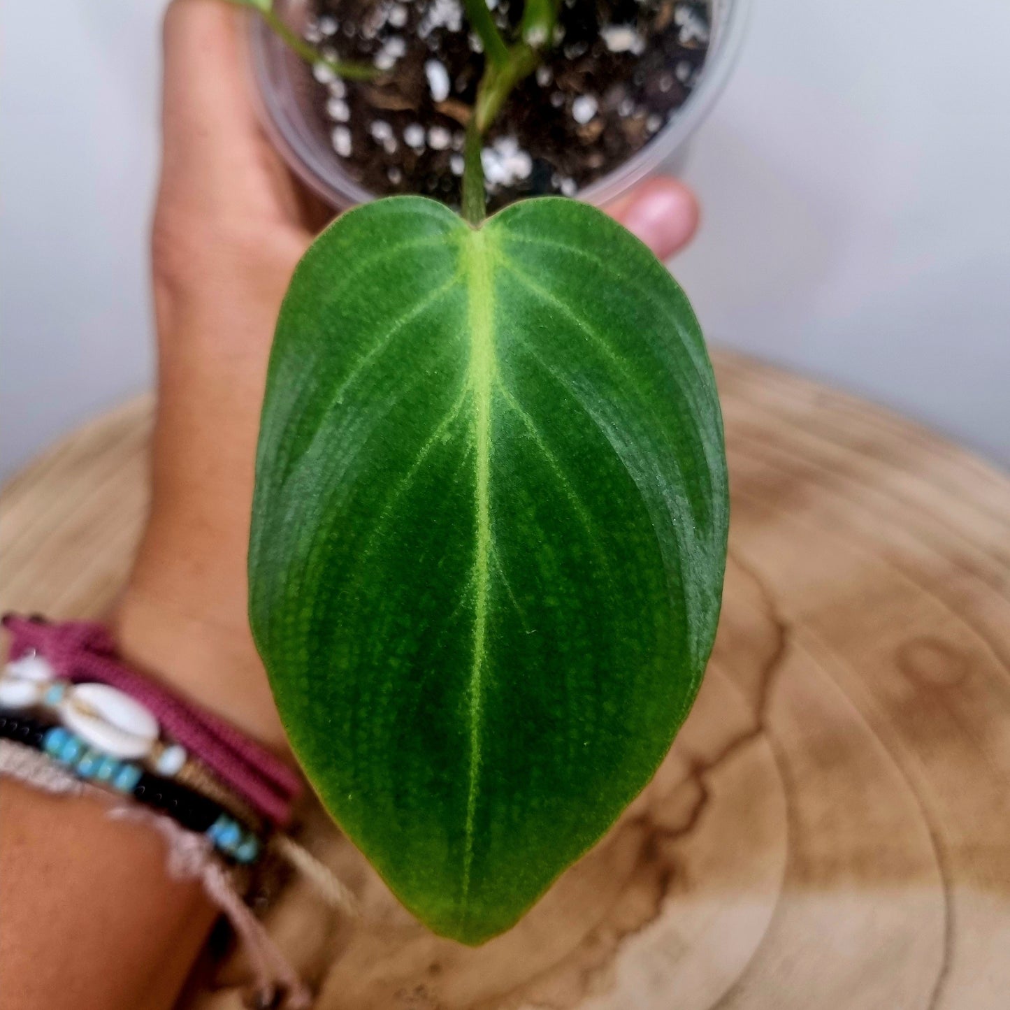 Philodendron Gloriosum