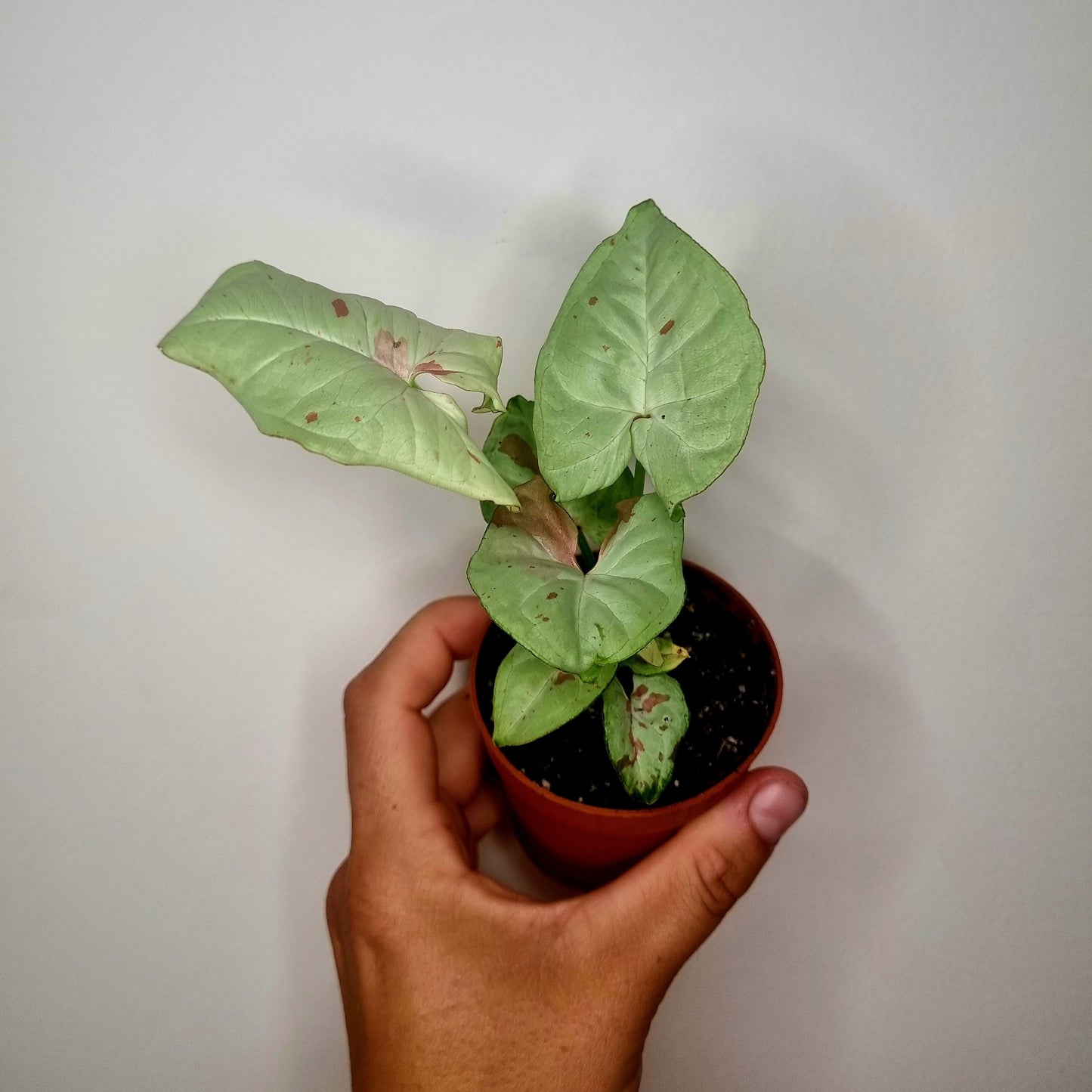 Syngonium confetti