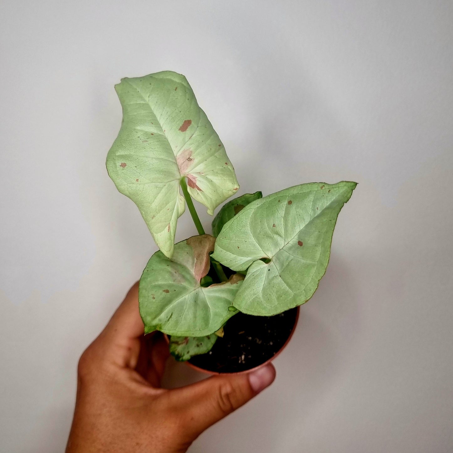 Syngonium confetti
