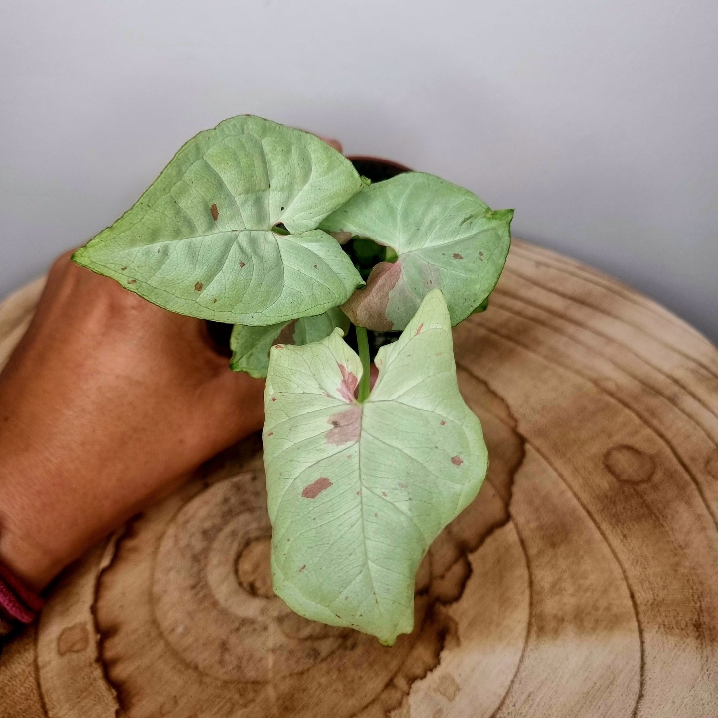 Syngonium confetti