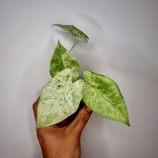 Bouture Alocasia Macrorrhiza Splash