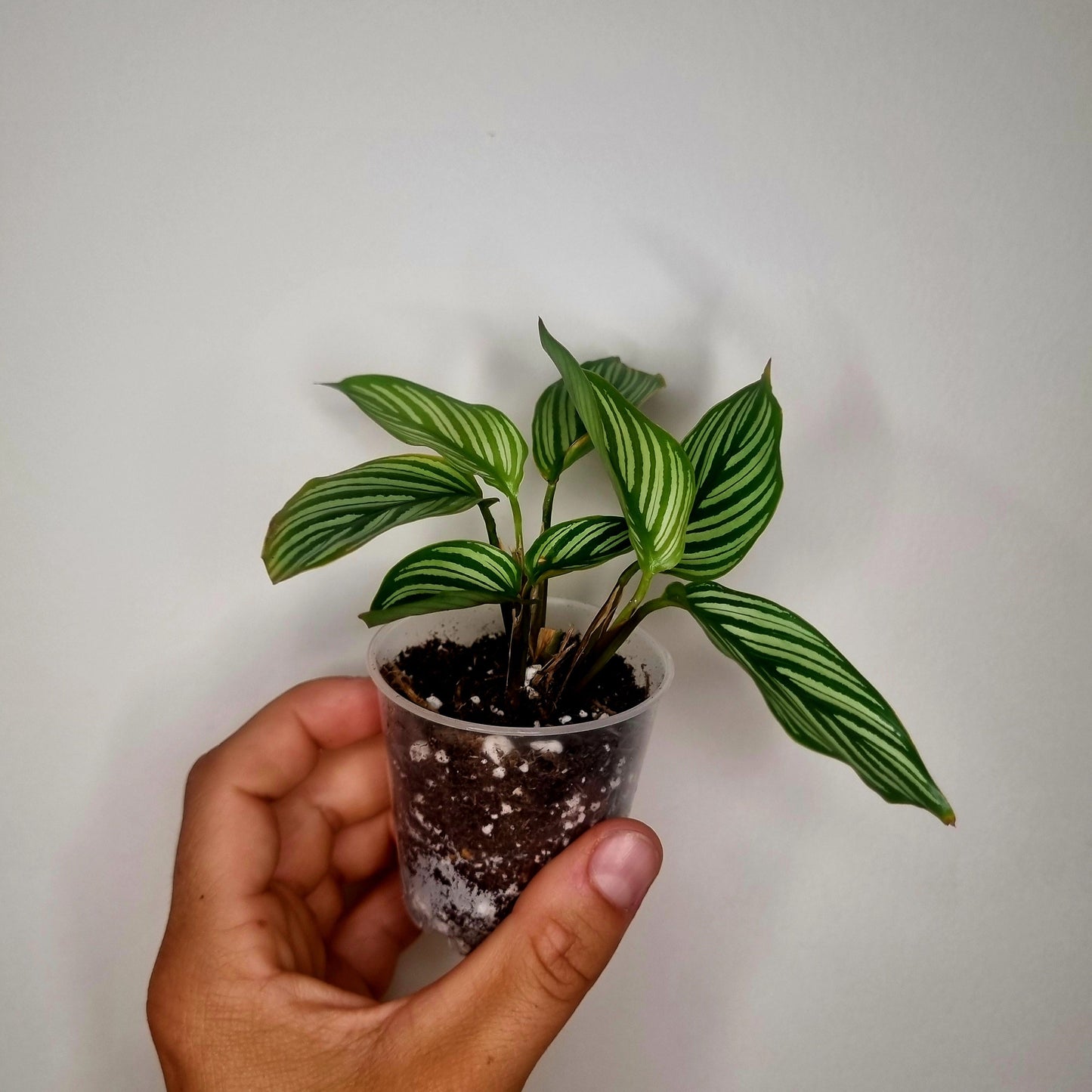 Calathea Vittata