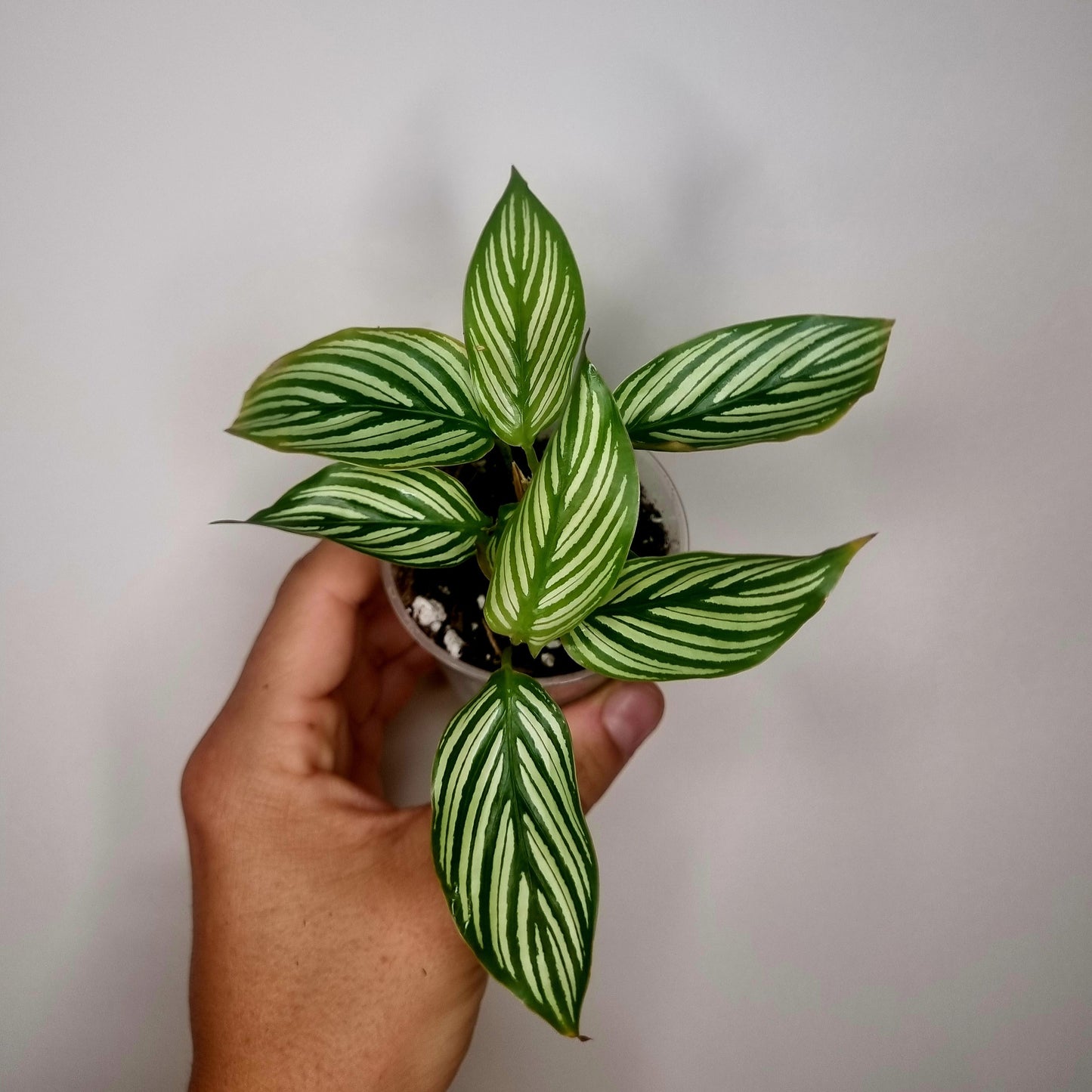 Calathea Vittata