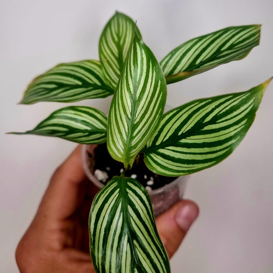 Calathea Vittata