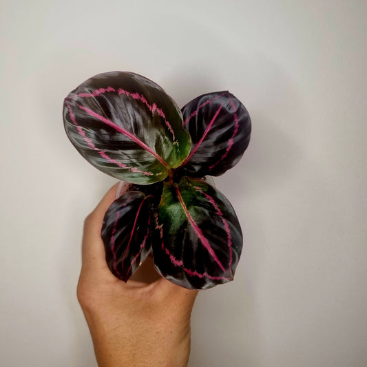 Calathea Roseopicta Dottie