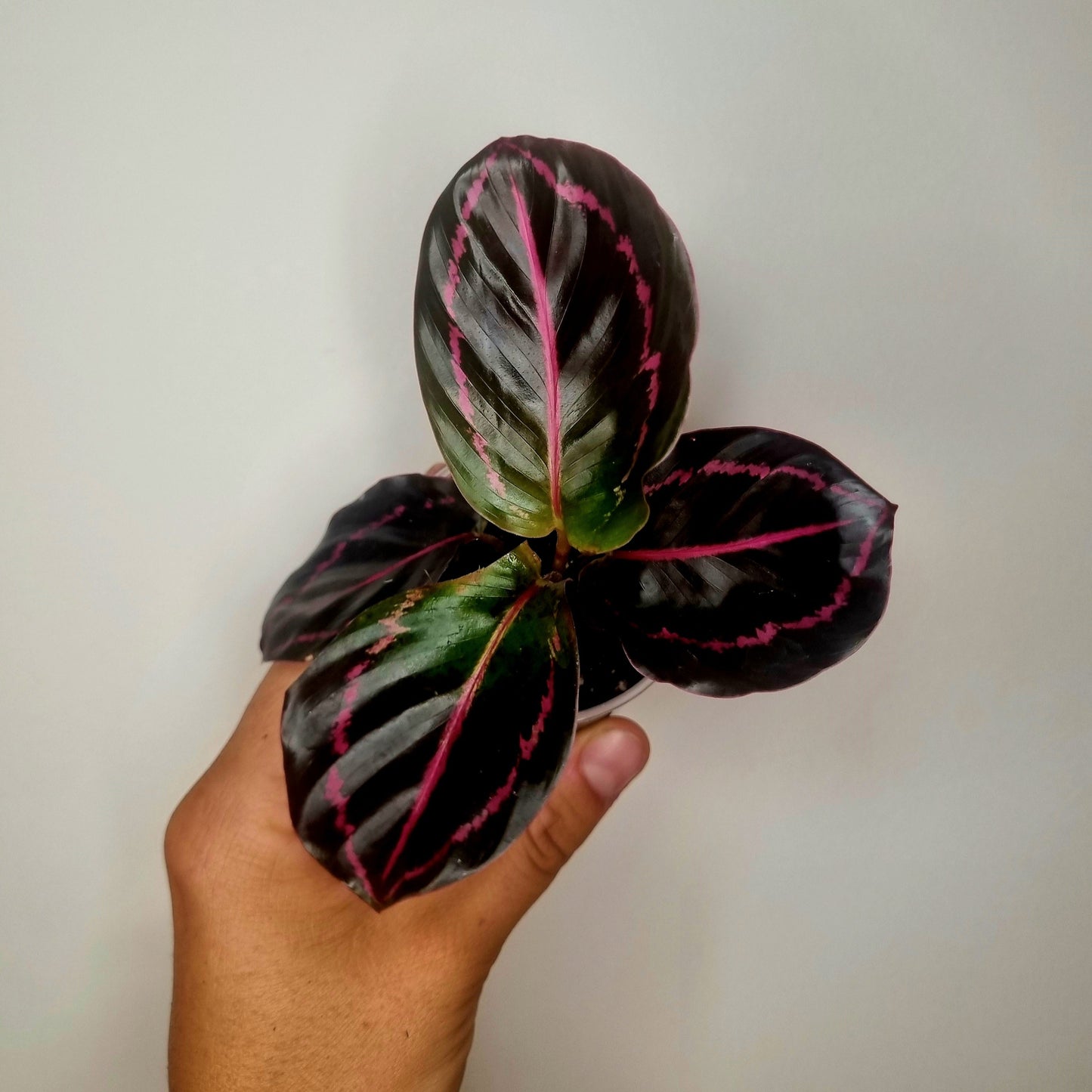 Calathea Roseopicta Dottie