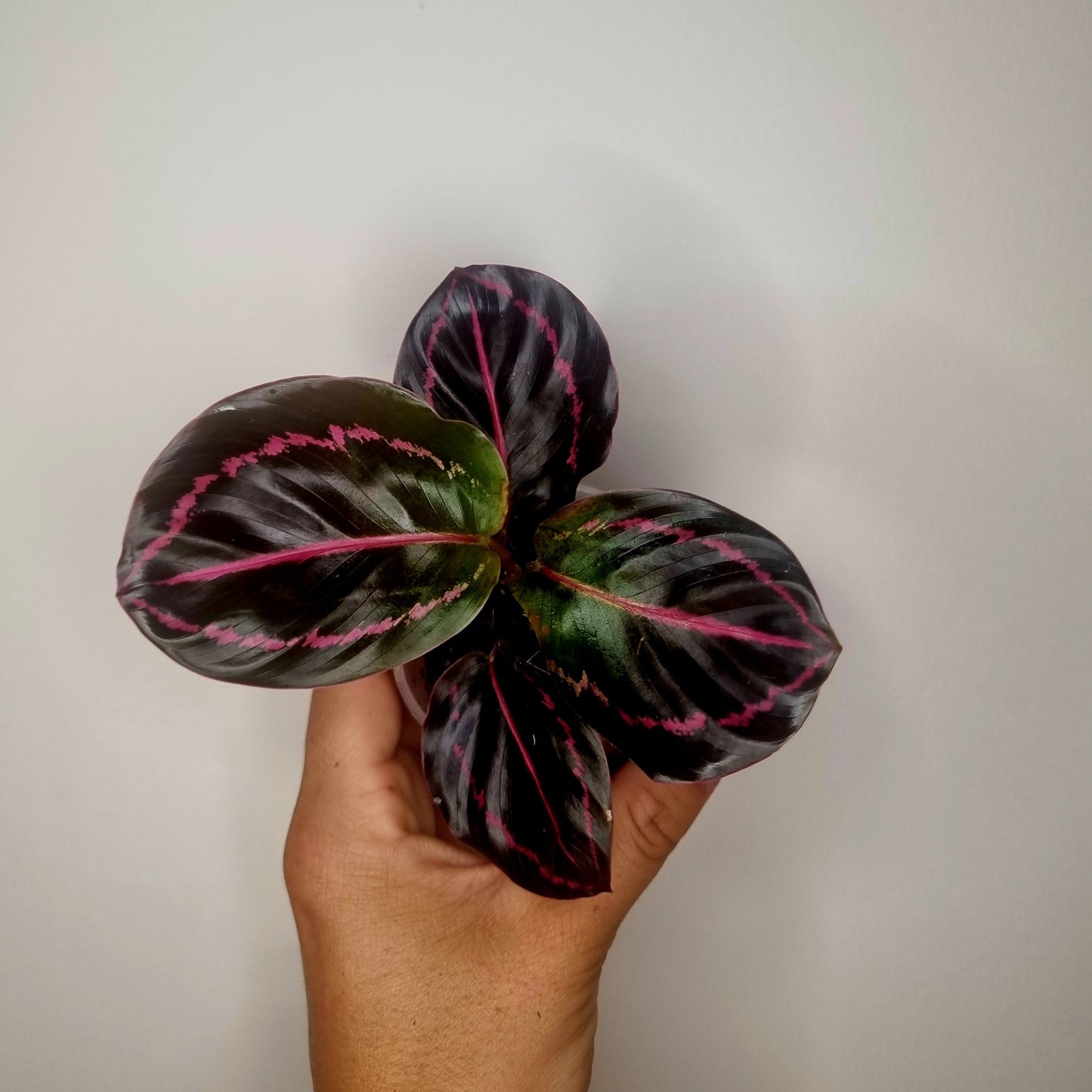 Calathea Roseopicta Dottie