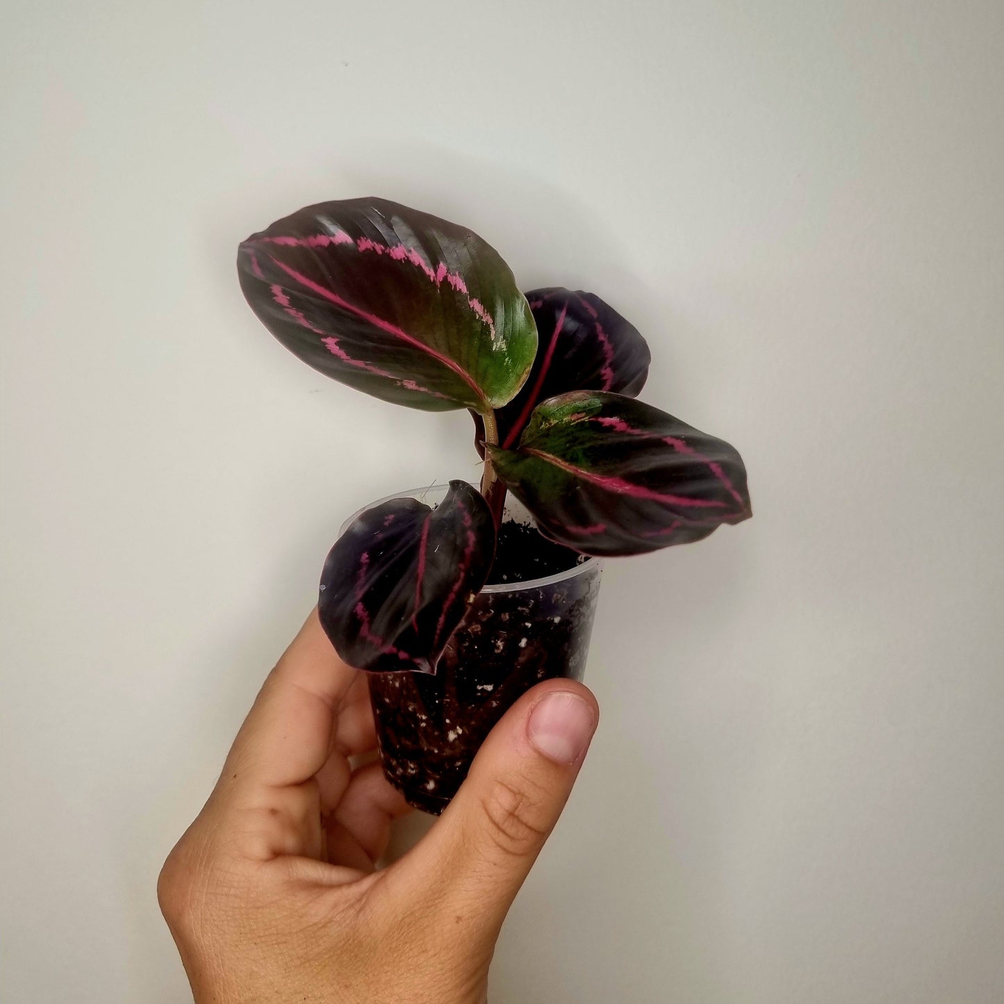 Calathea Roseopicta Dottie