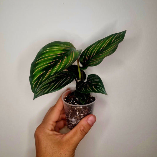 Calathea Mieli