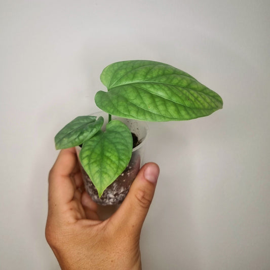 Amydrium Medium Silver