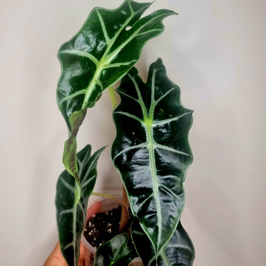Alocasia Polly