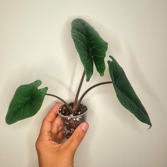 Alocasia Scalprum