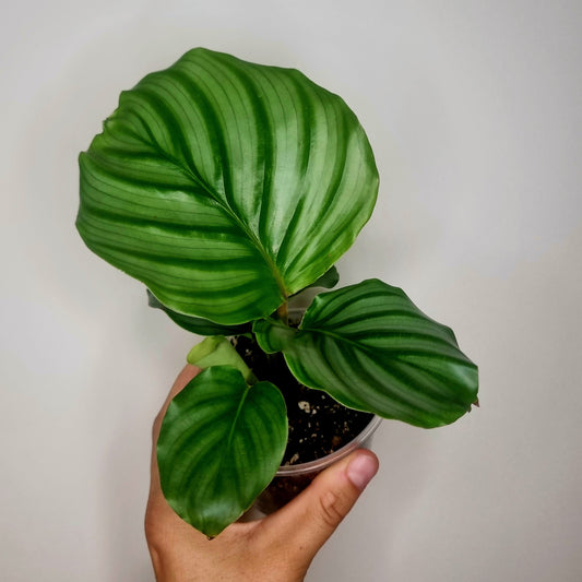 Calathea Orbifolia