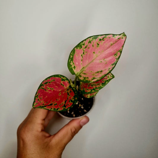 Aglaonema Red Valentine