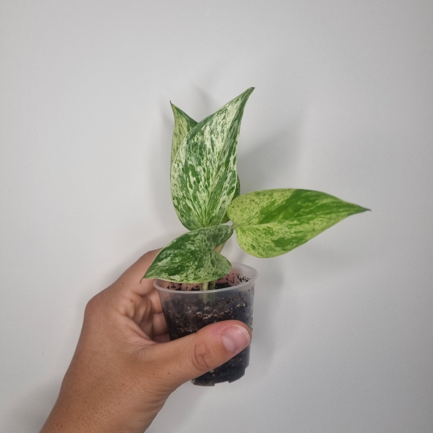 Epipremnum Marble Queen