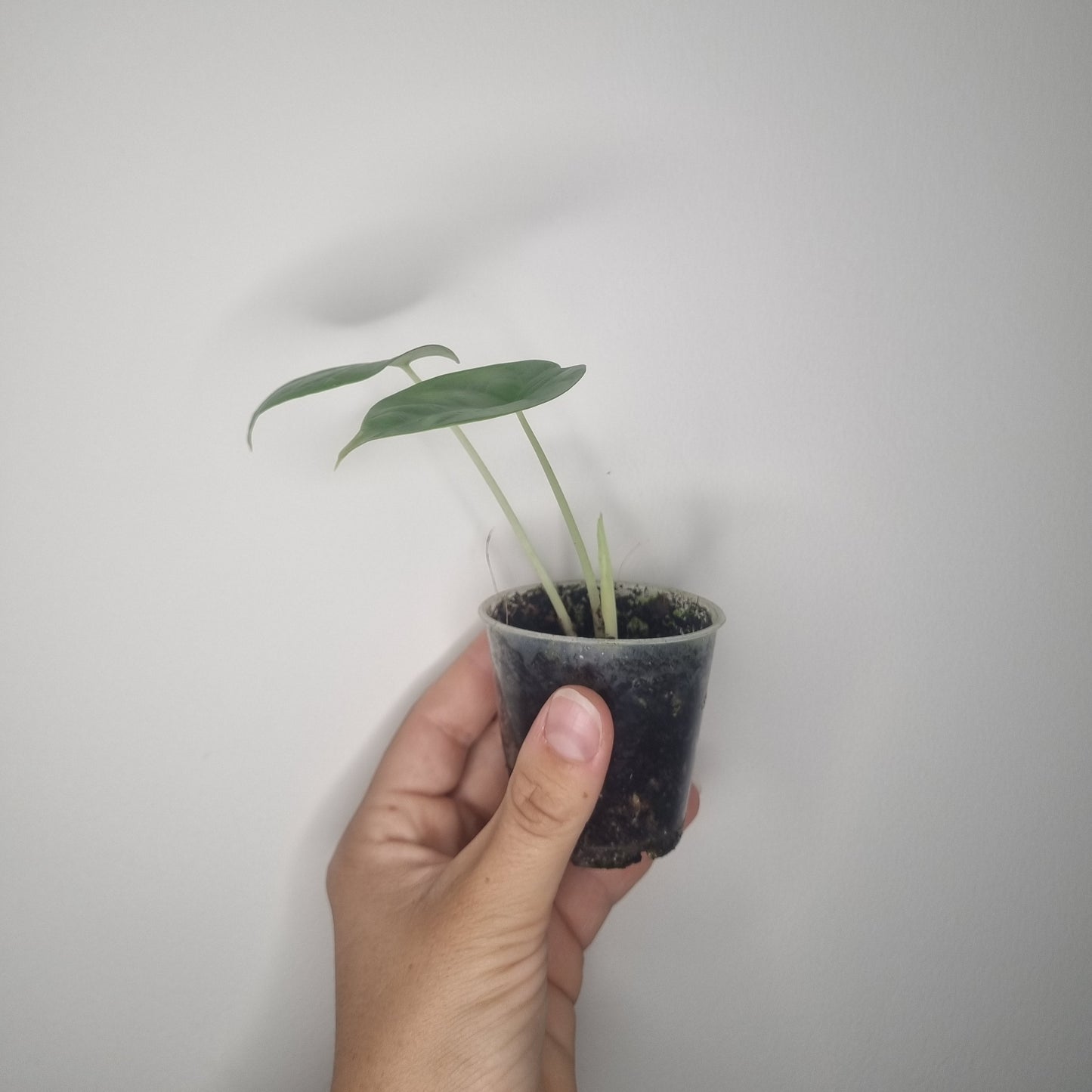 Alocasia Silver Dragon