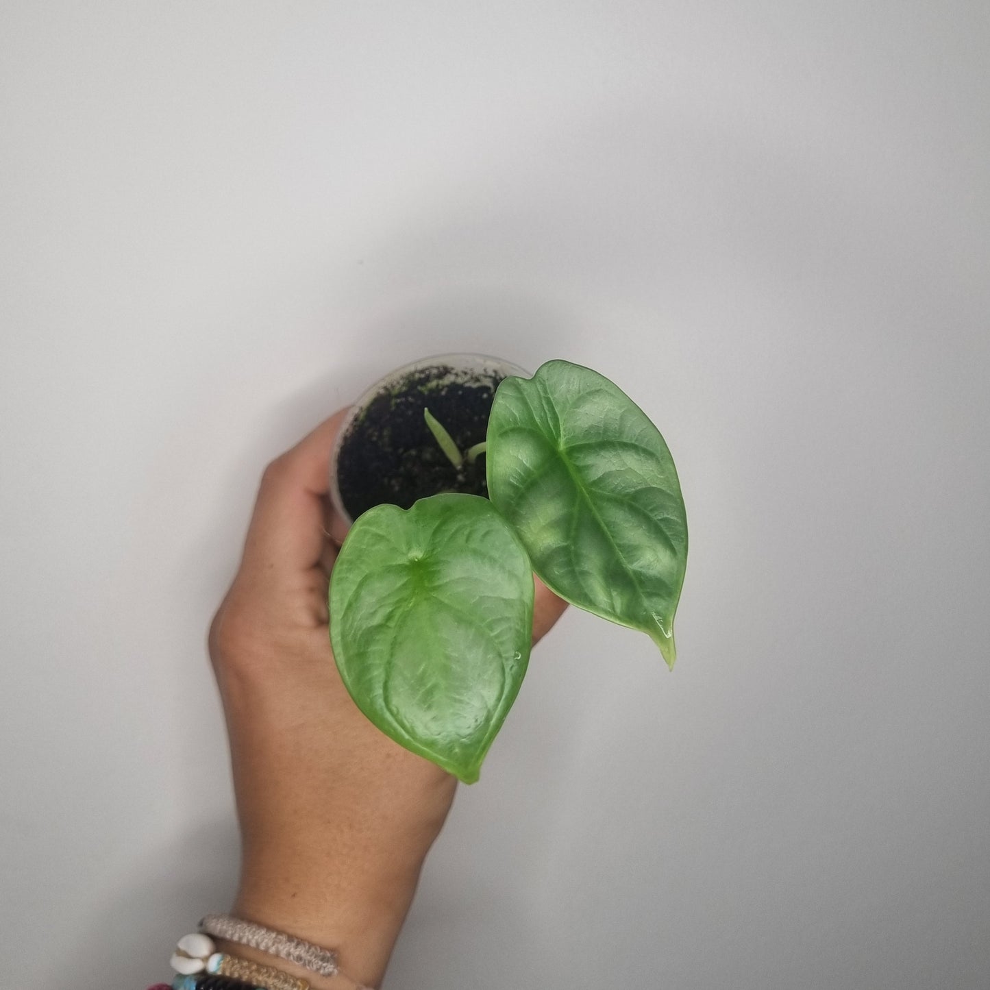 Alocasia Silver Dragon