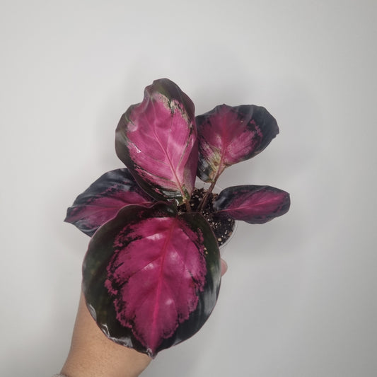Calathea Roseopicta Crimson