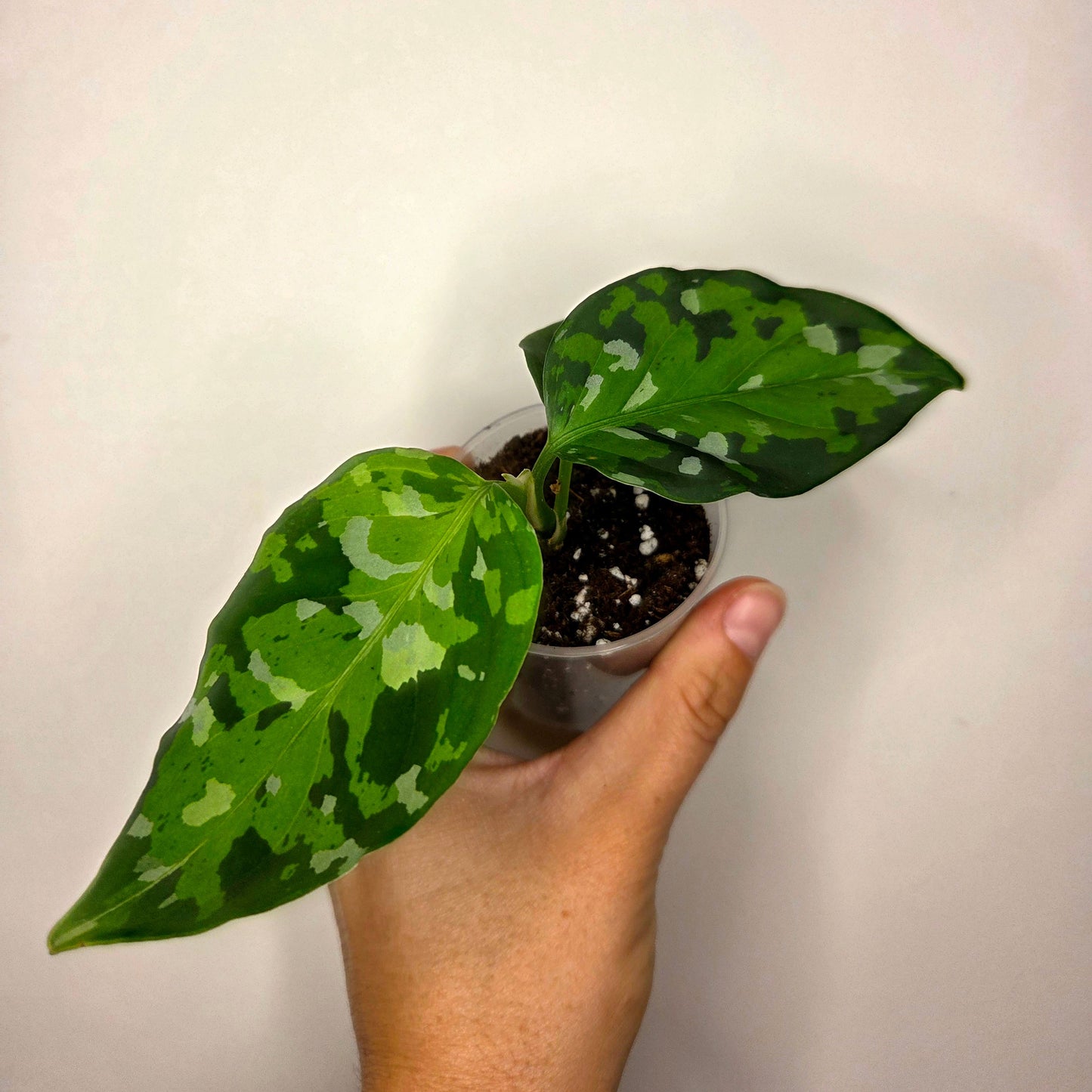 Aglaonema Pictum Tricolor