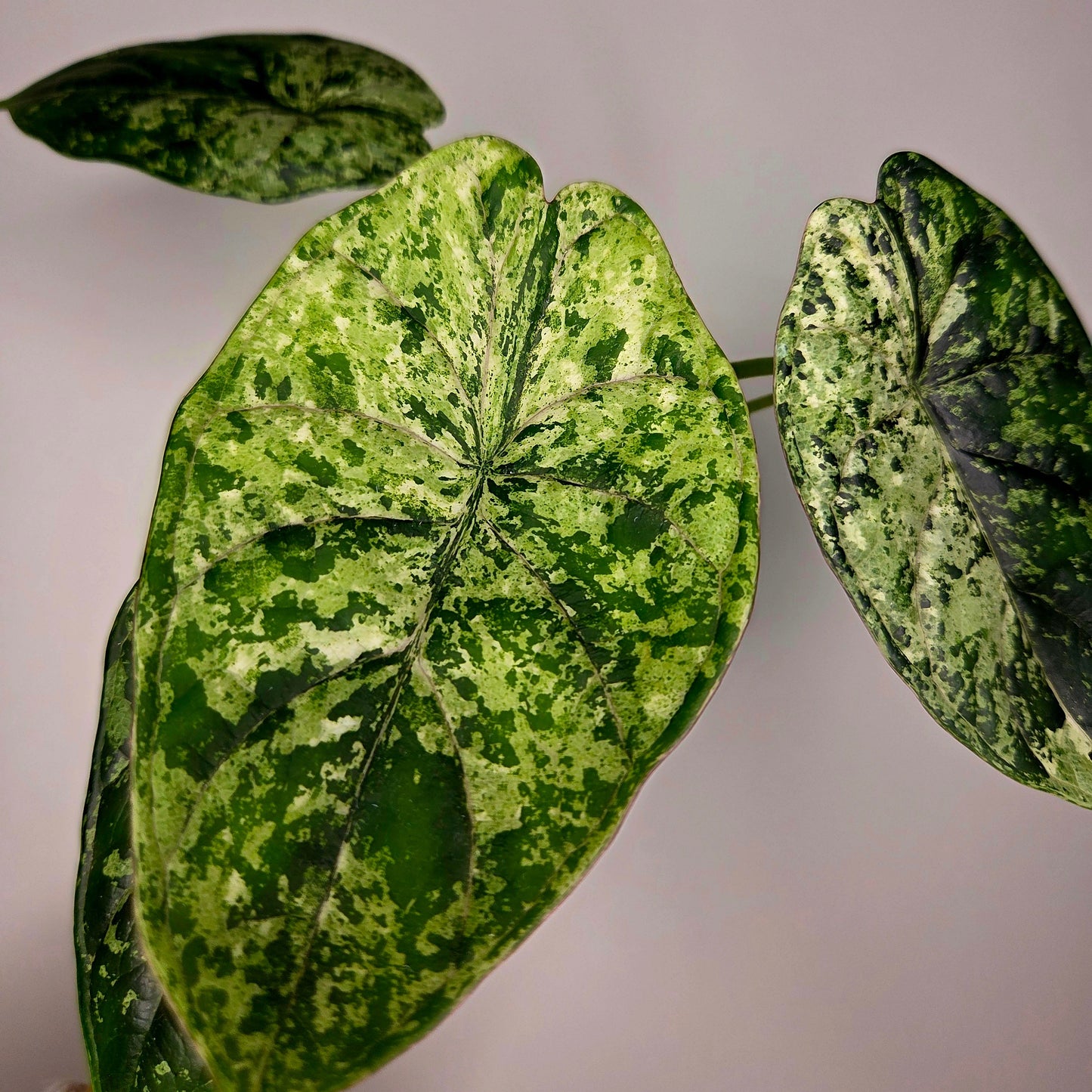 Alocasia Dragon Scale Mint (M)