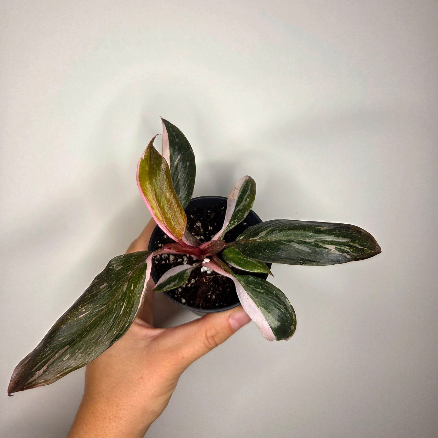 Philodendron Pink Princess