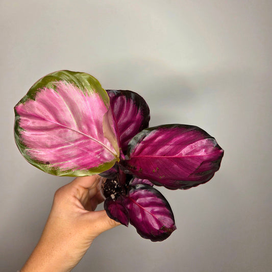 Calathea Roseopicta Crimson