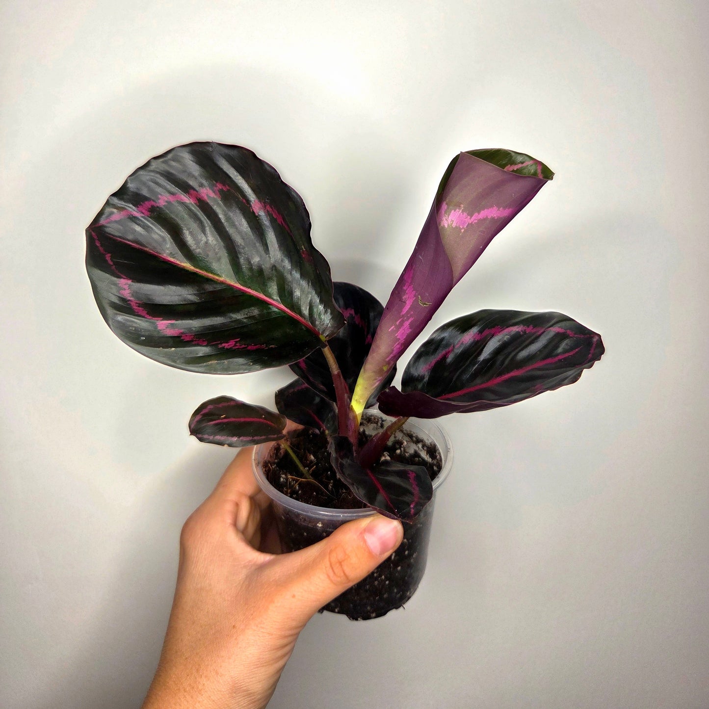 Calathea Roseopicta Dottie