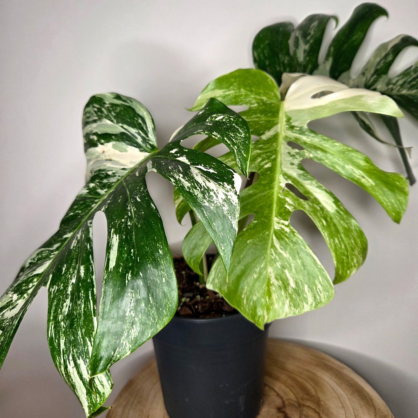 Monstera Variegata L