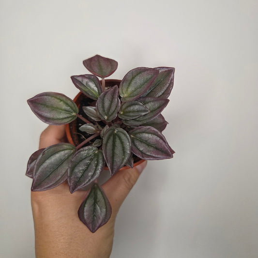 Peperomia Cayenne