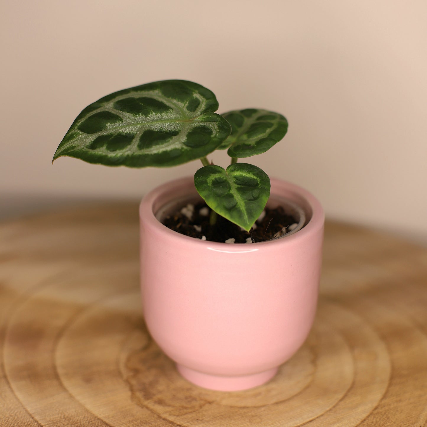 Anthurium Silver Blush