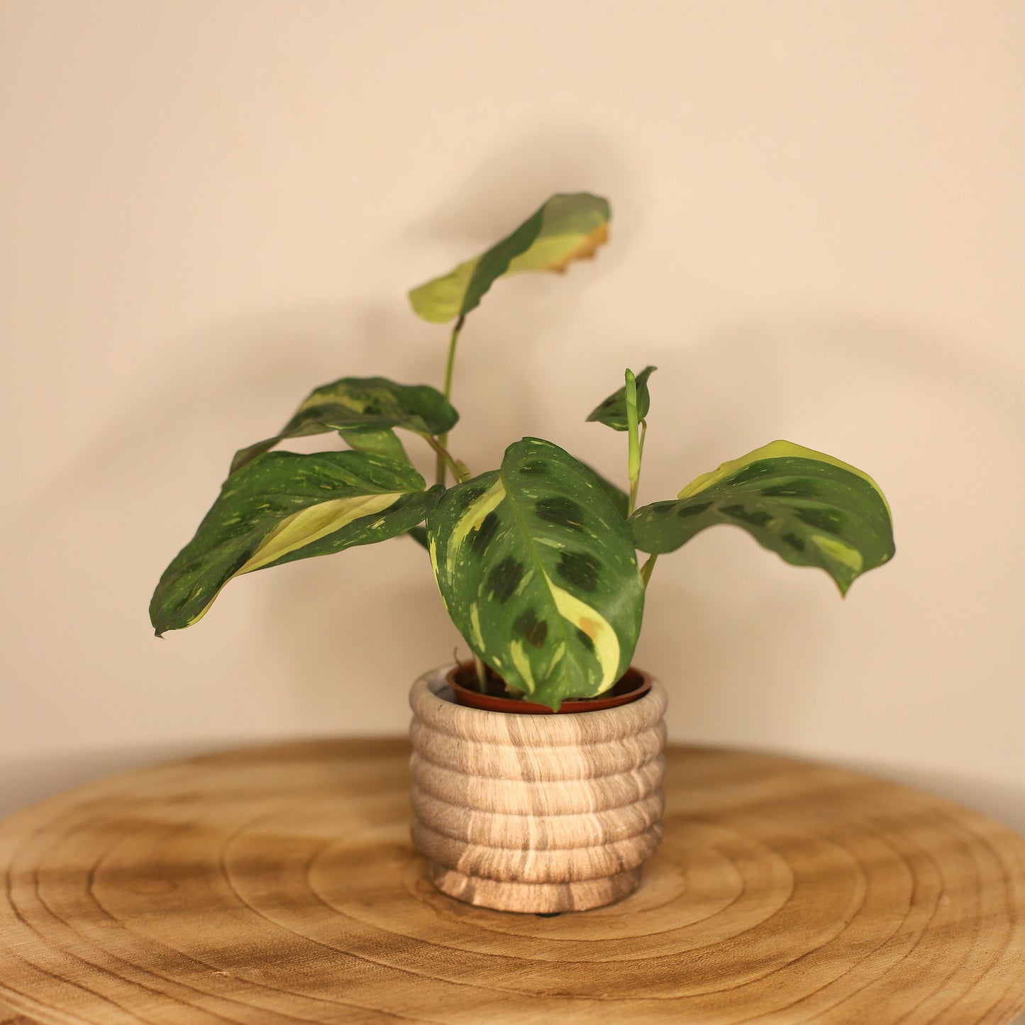 Cache pot Marbre