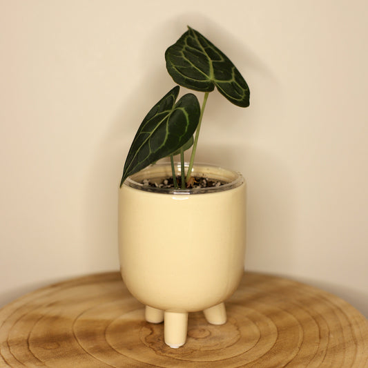 Cache pot en travertin sur pied