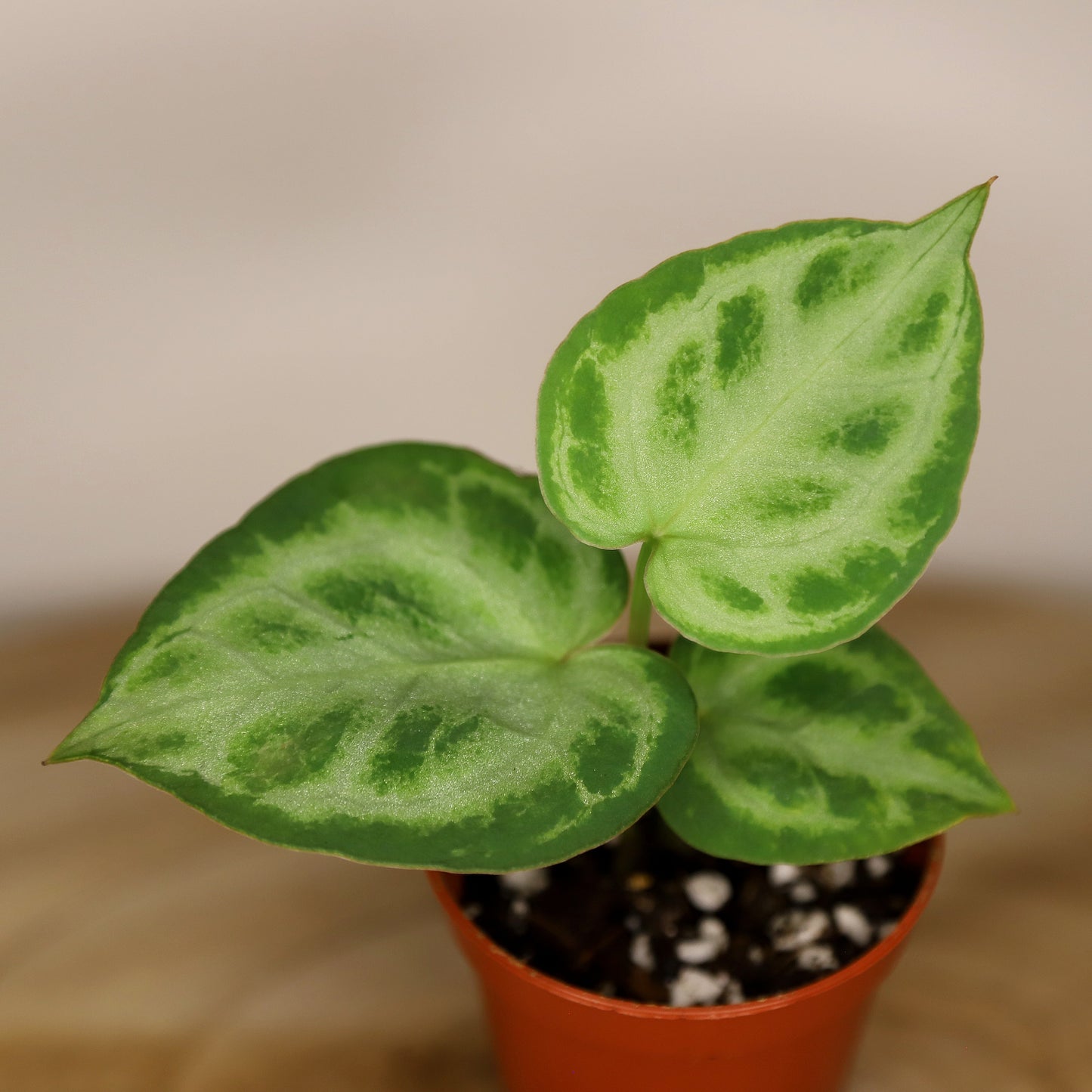 Anthurium Silver Blush