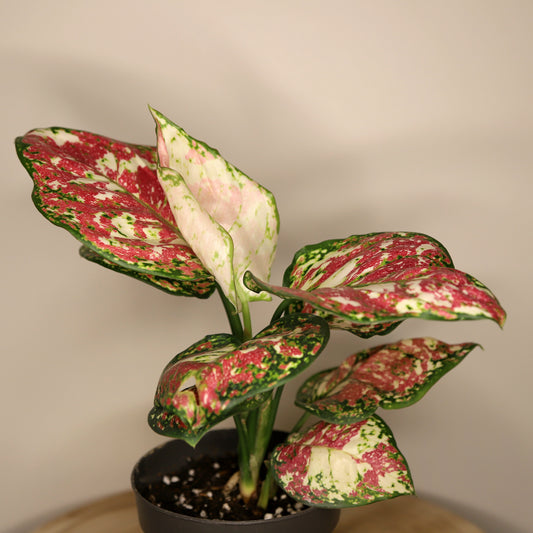 Aglaonema Jazzy Red