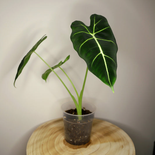 Alocasia Frydek